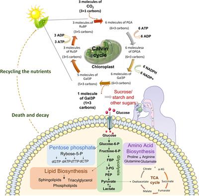 Lactate mediated metabolic crosstalk between cancer and immune cells and its therapeutic implications